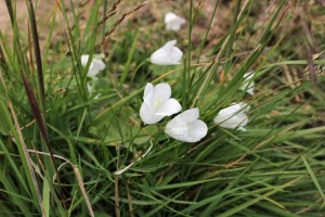 campanula scheuchzeri (3) (1200 x 800).jpg_product